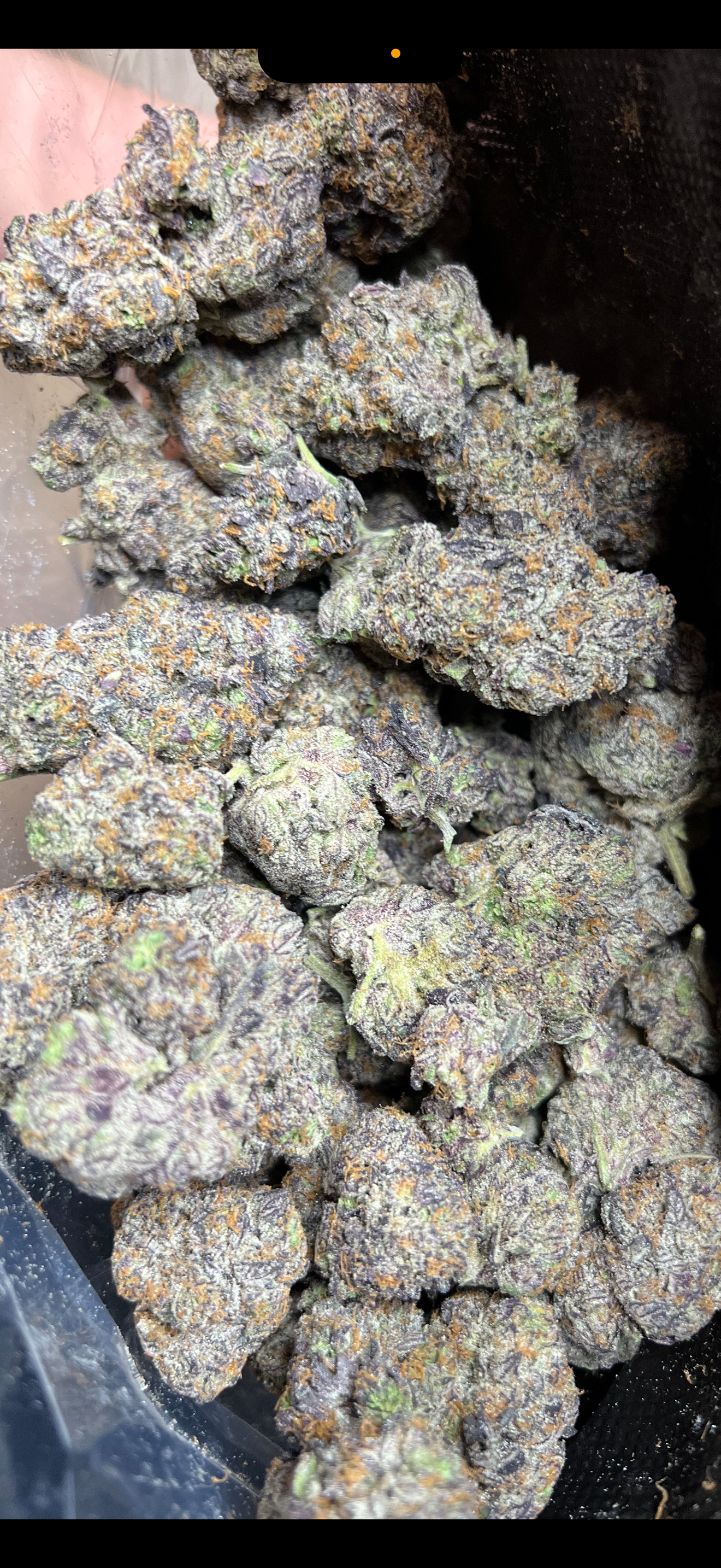 Grandaddy Purp (Indica)