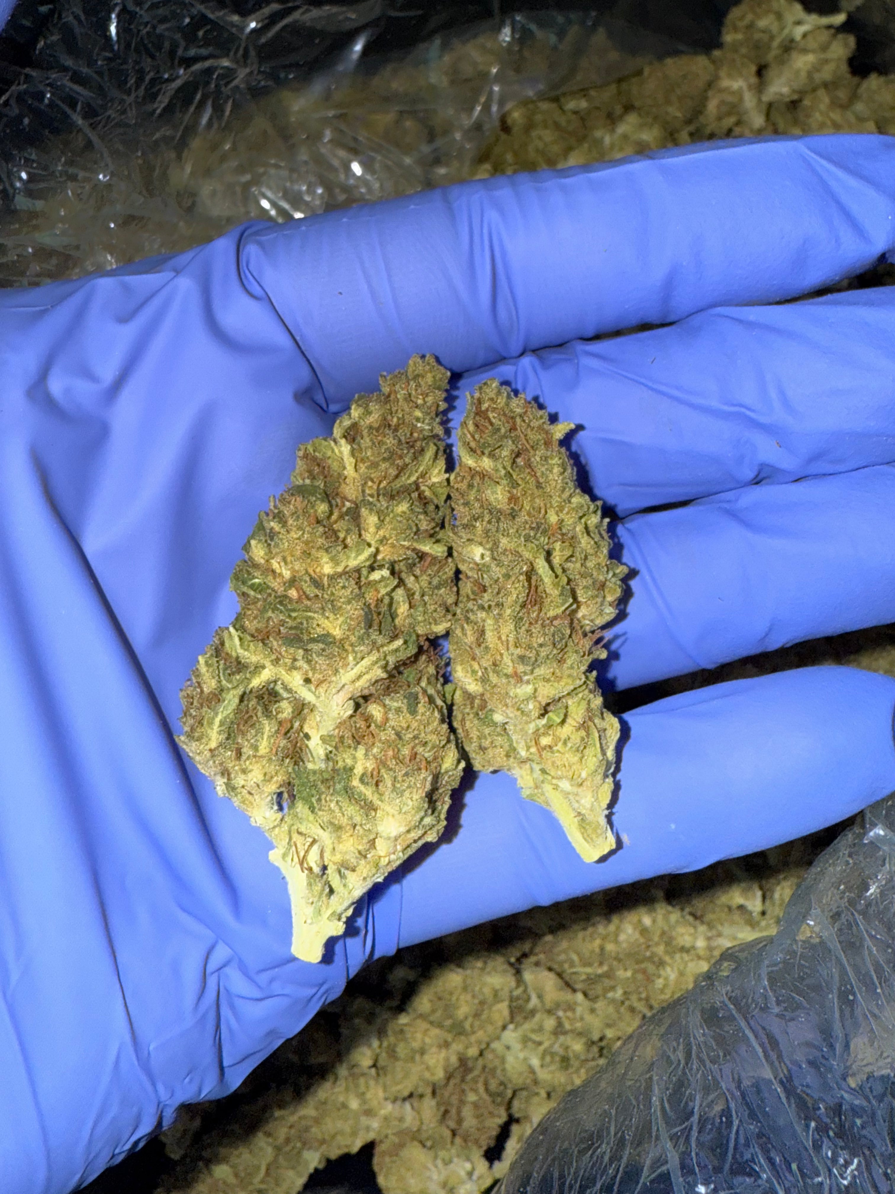 Affordable Animal Cookies Thca Flower