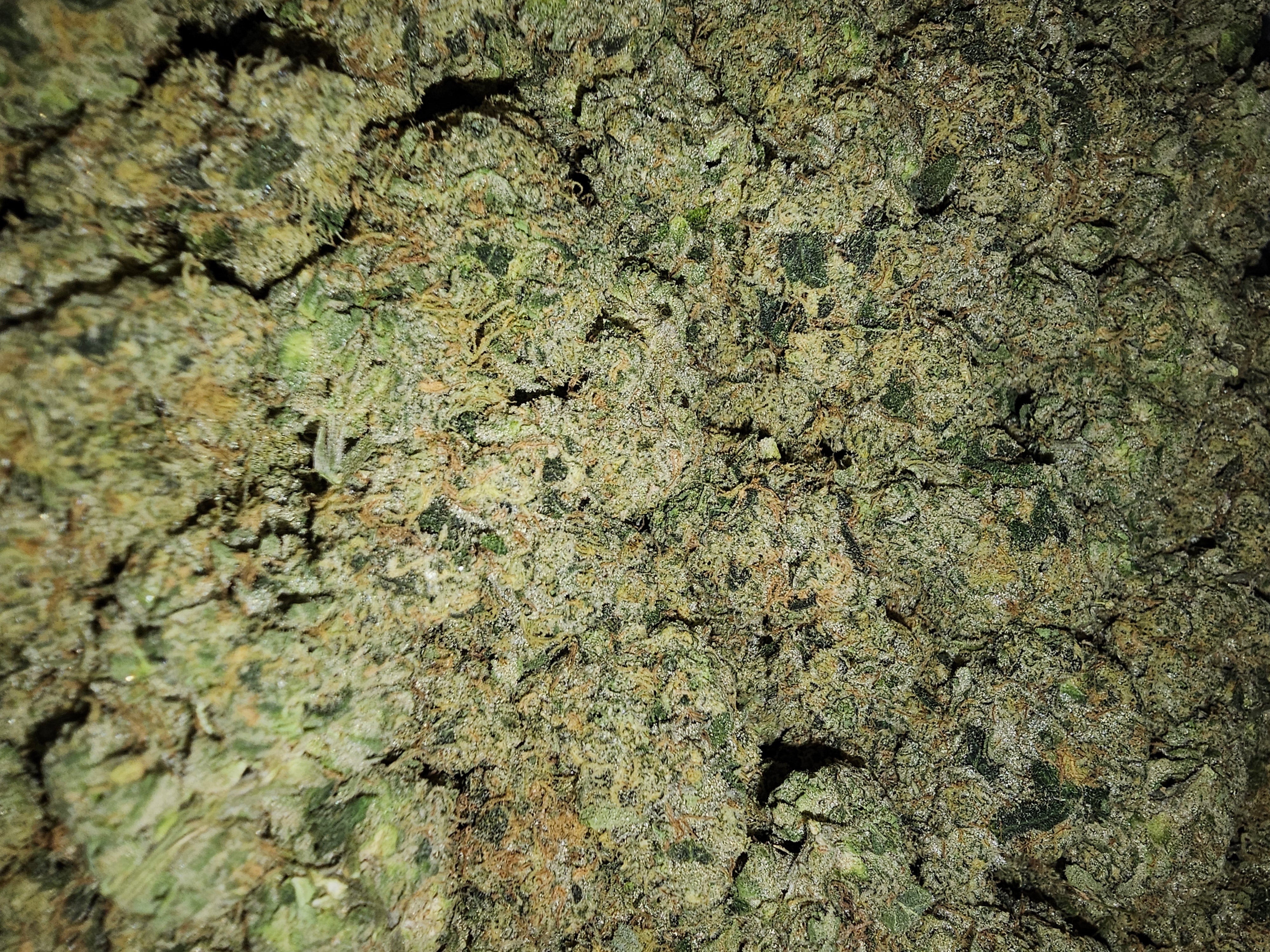 Dank Tangie Land Thca Flower (Sativa)